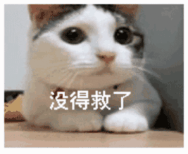 【网红猫】这只猫的各种技能,普通猫还真学不来!
